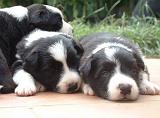 BORDER COLLIE 1470